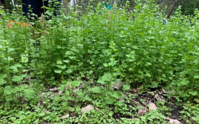 Garlic Mustard, Invasive Plant Management