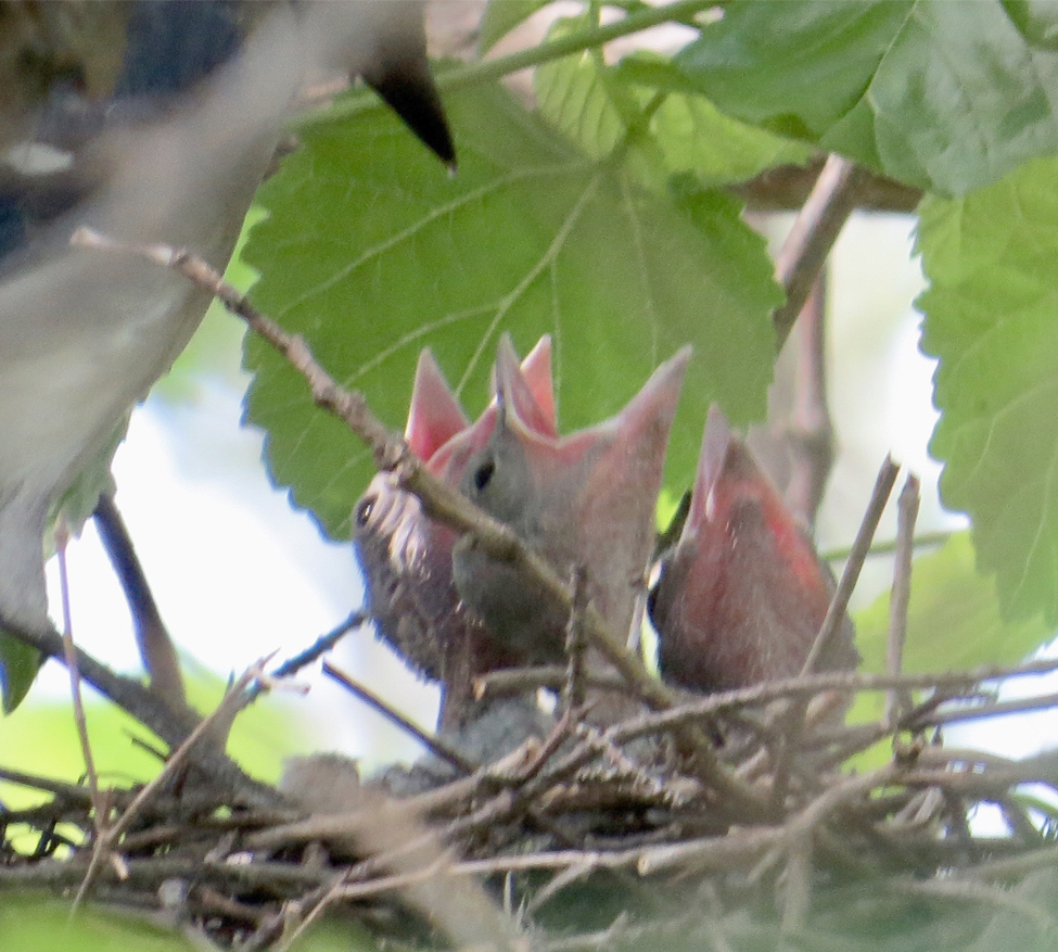 Buckingham Pond hatchlings, Photo by Sara Hart