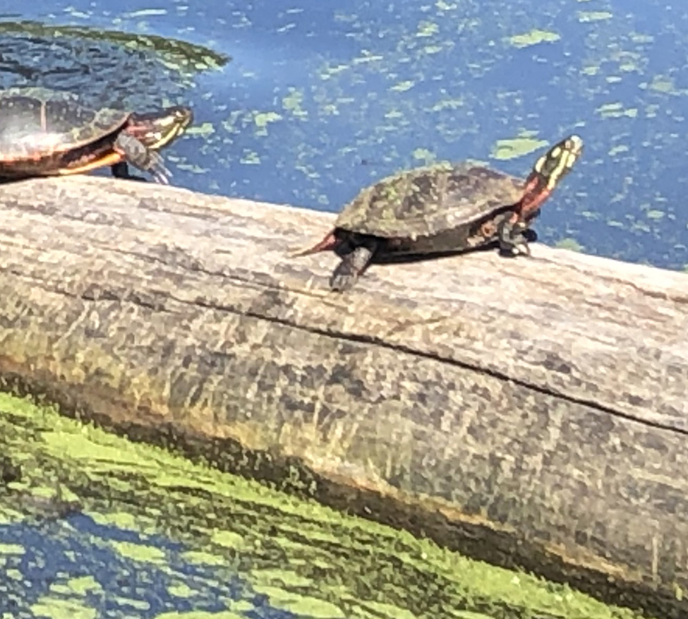 Buckingham Pond Painted Turtles