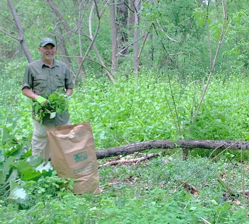 Buckingham Pond garlic mustard removal