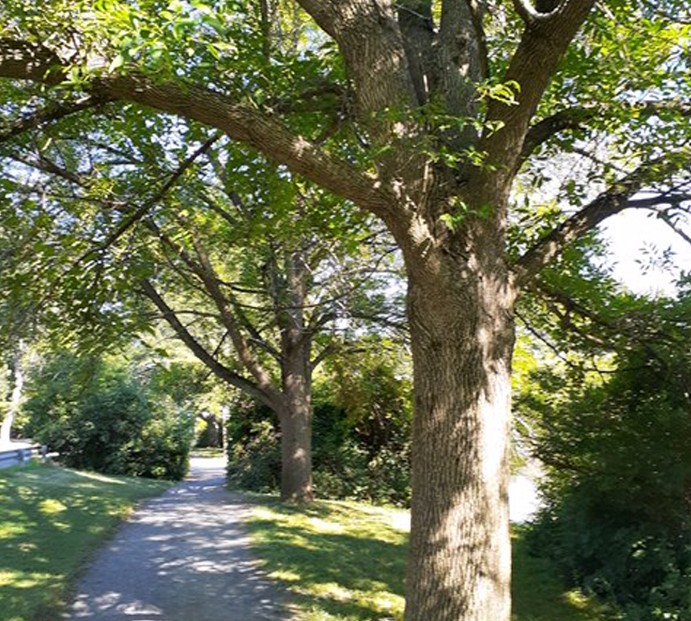 Buckingham Pond ash trees