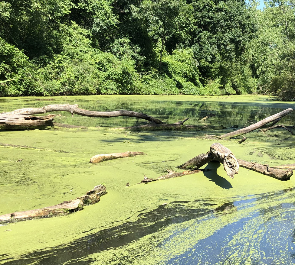 Buckingham Pond ash trees