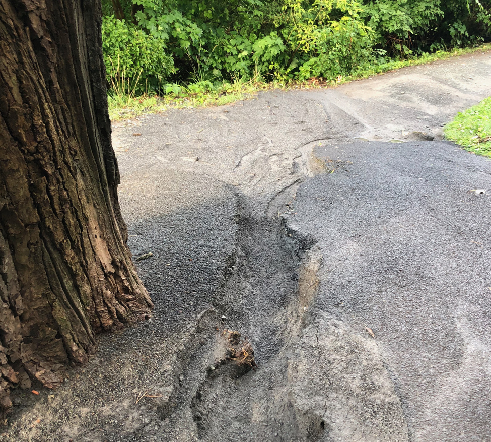 Buckingham Pond path erosion