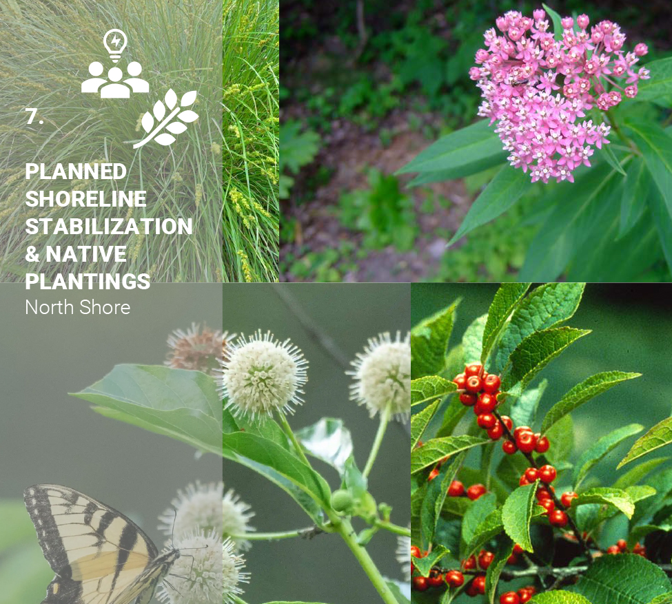 Buckingham Pond native plantings