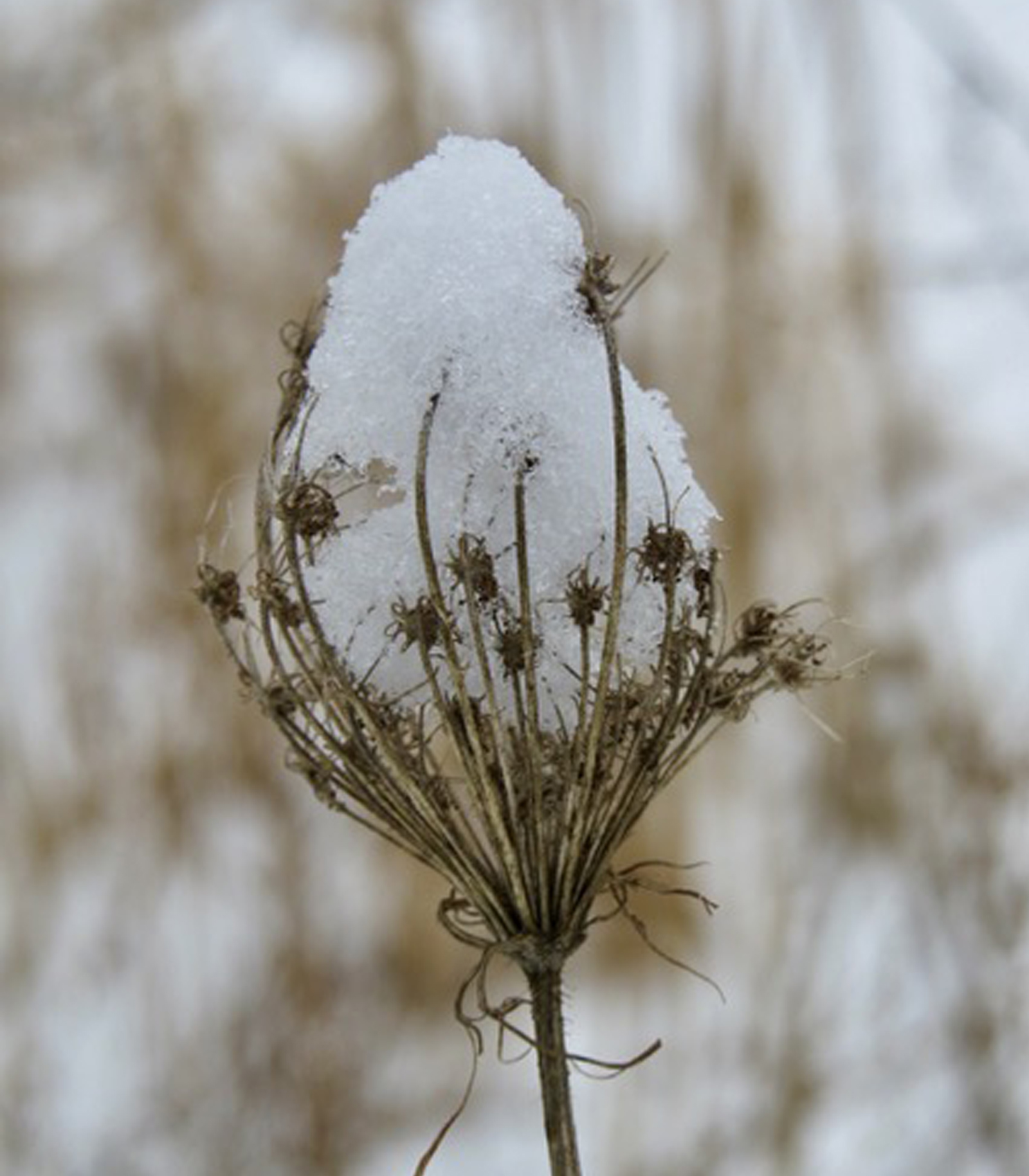 Queen Anne's Lace in Winter, Photo by Sara Hart