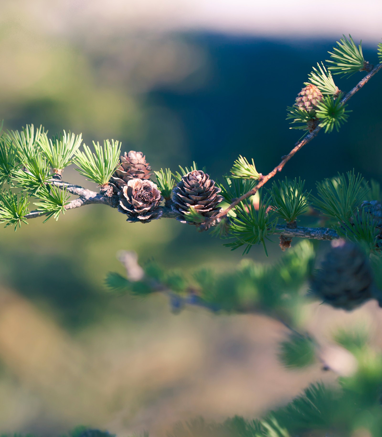 Eastern Larch at Buckingham Pond