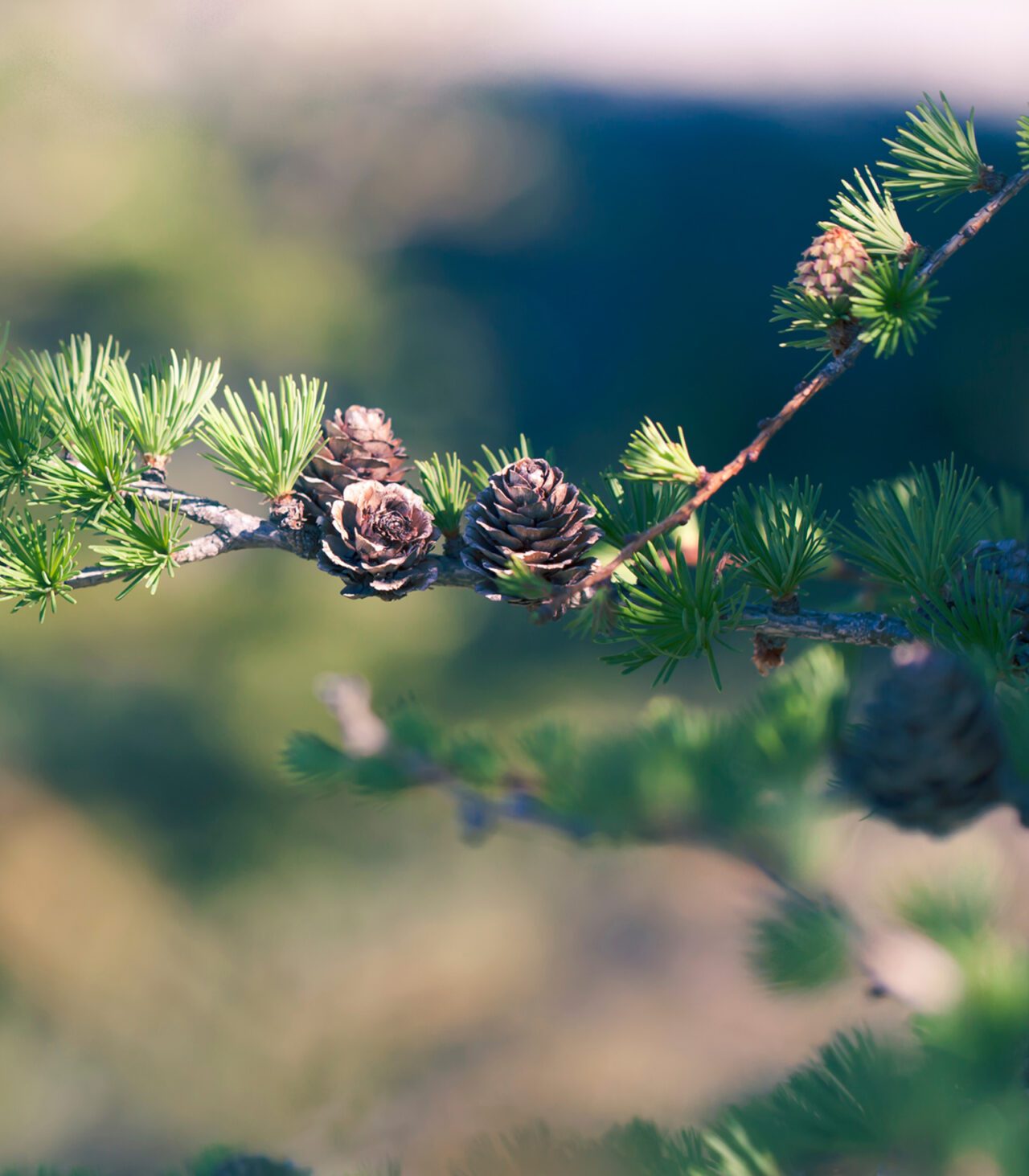 Frequently Asked Questions - Buckingham Pond Conservancy, Inc.