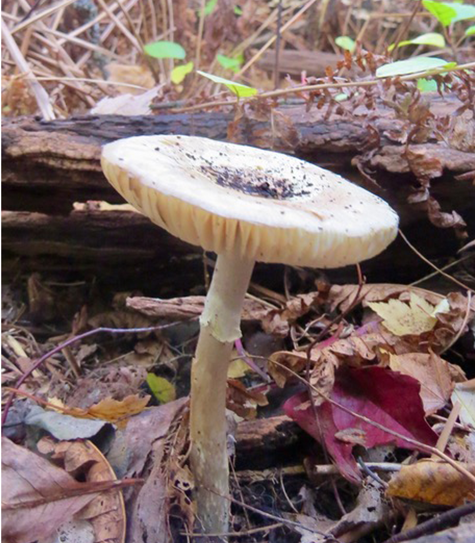 Mushroom at Buckingham Pond