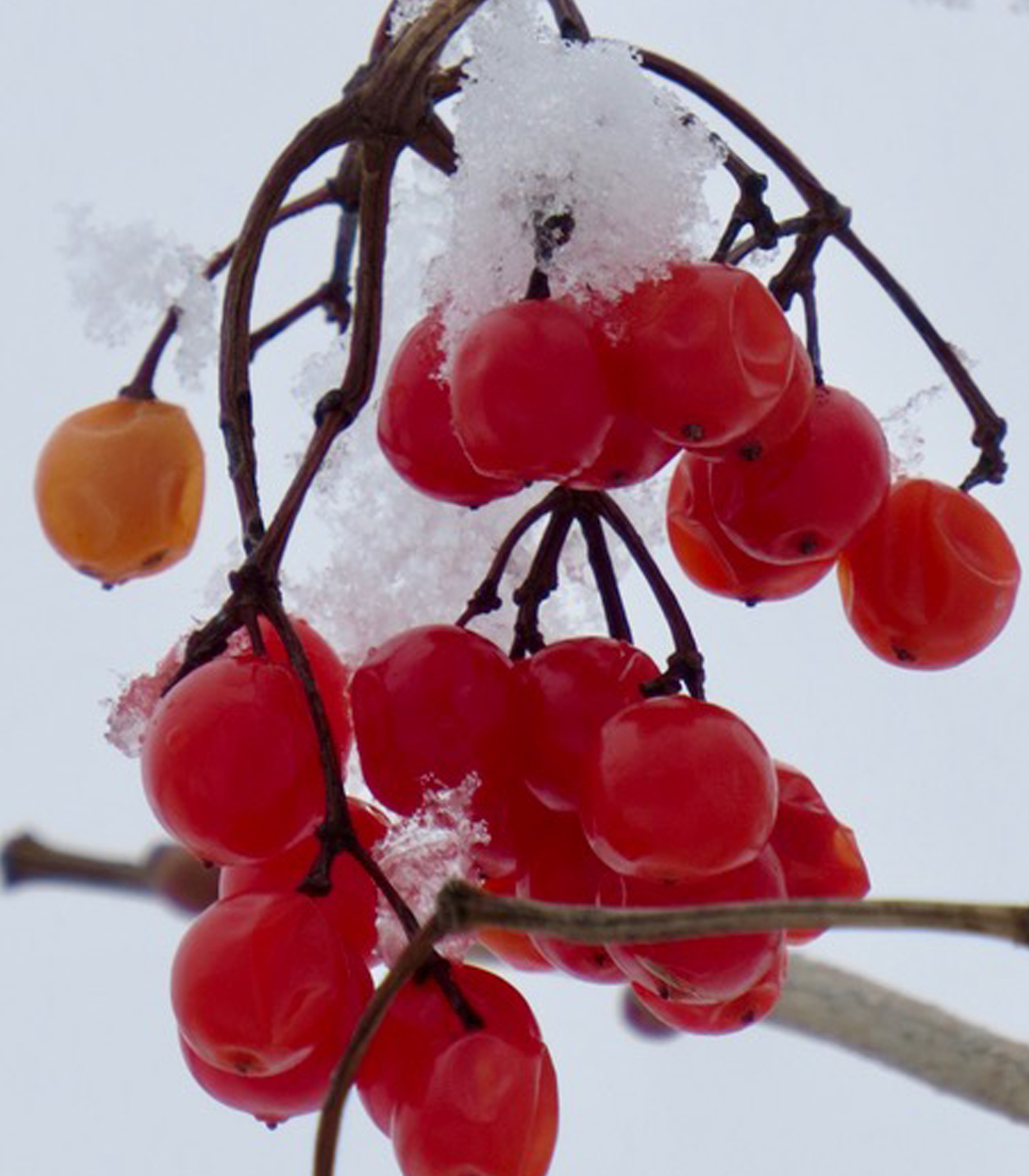 Berries at Buckingham Pond