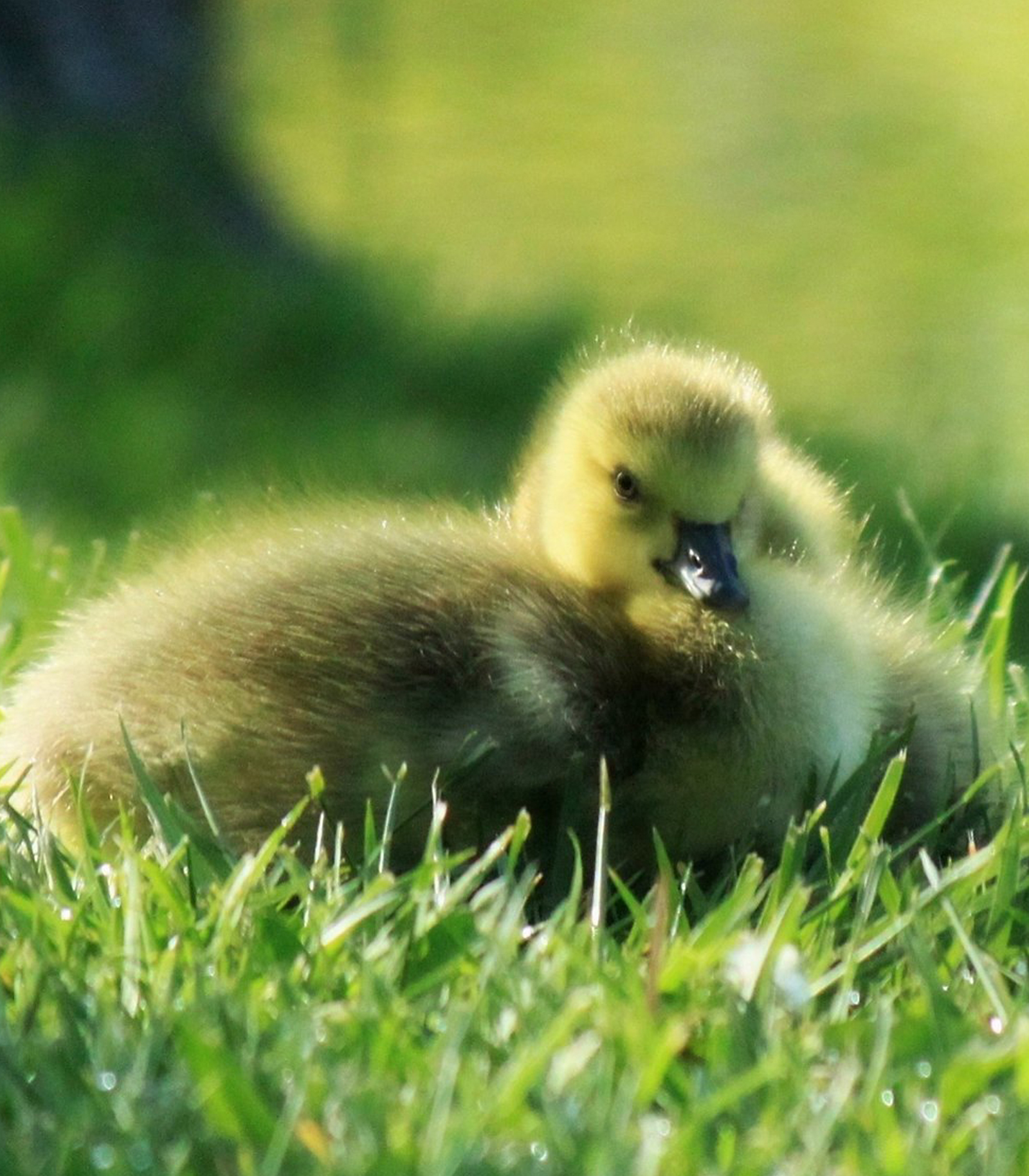 Goslings at Buckingham Pond, Photo by Alyssa Cinquino