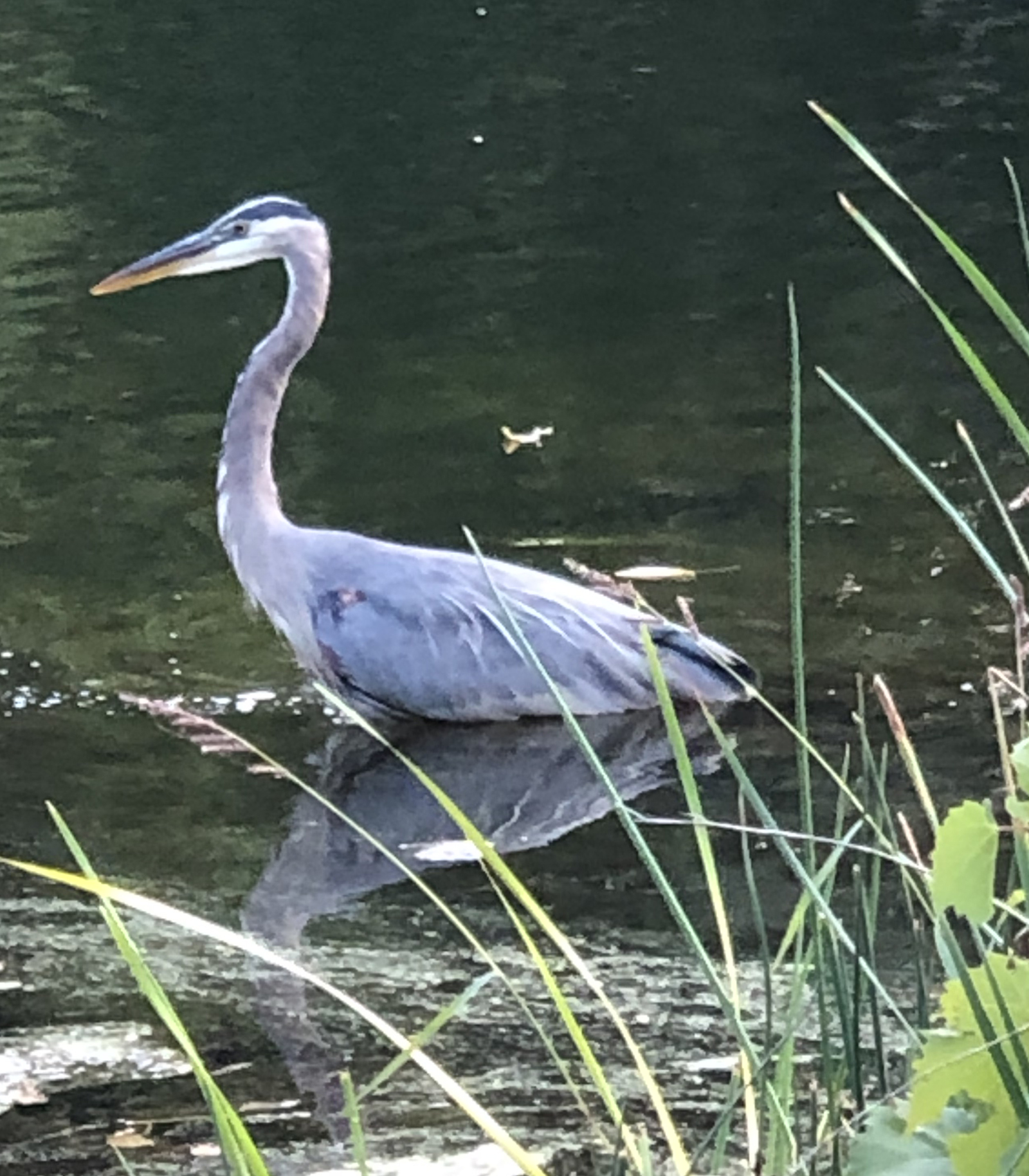 Great Blue Heron at Buckingham Pond, Photo by Melanie Dolan