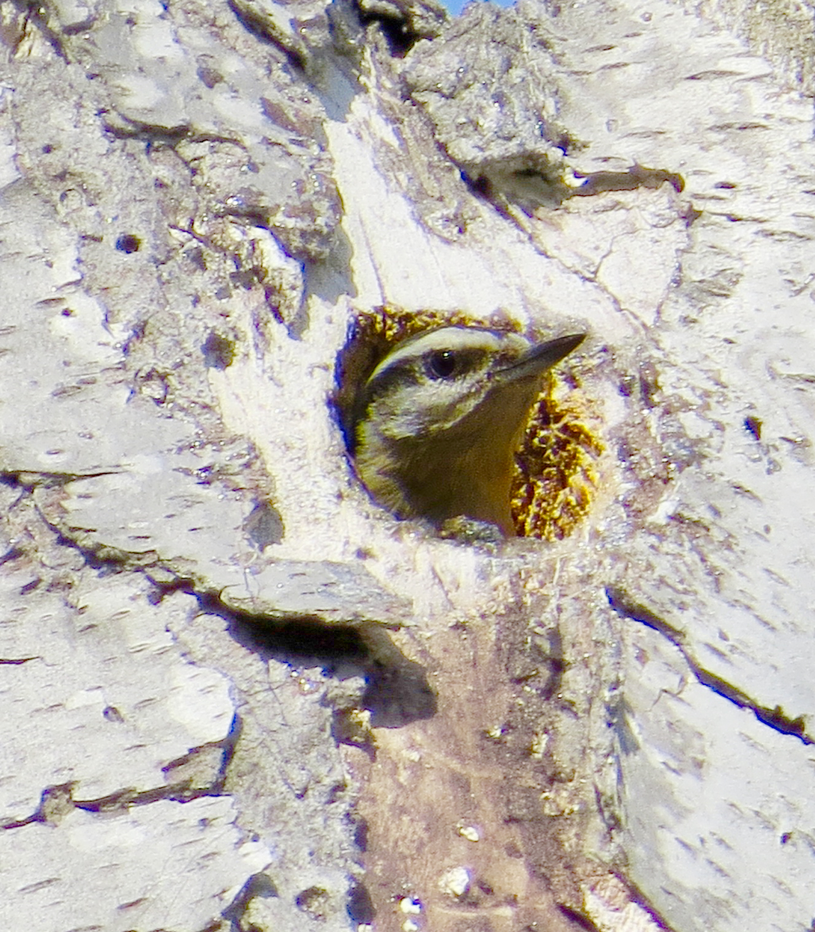 Nuthatch at Buckingham Pond, Photo by Sara Hart