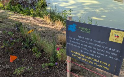 Native Planting & Shoreline Stabilization Project 2024, Phase 1