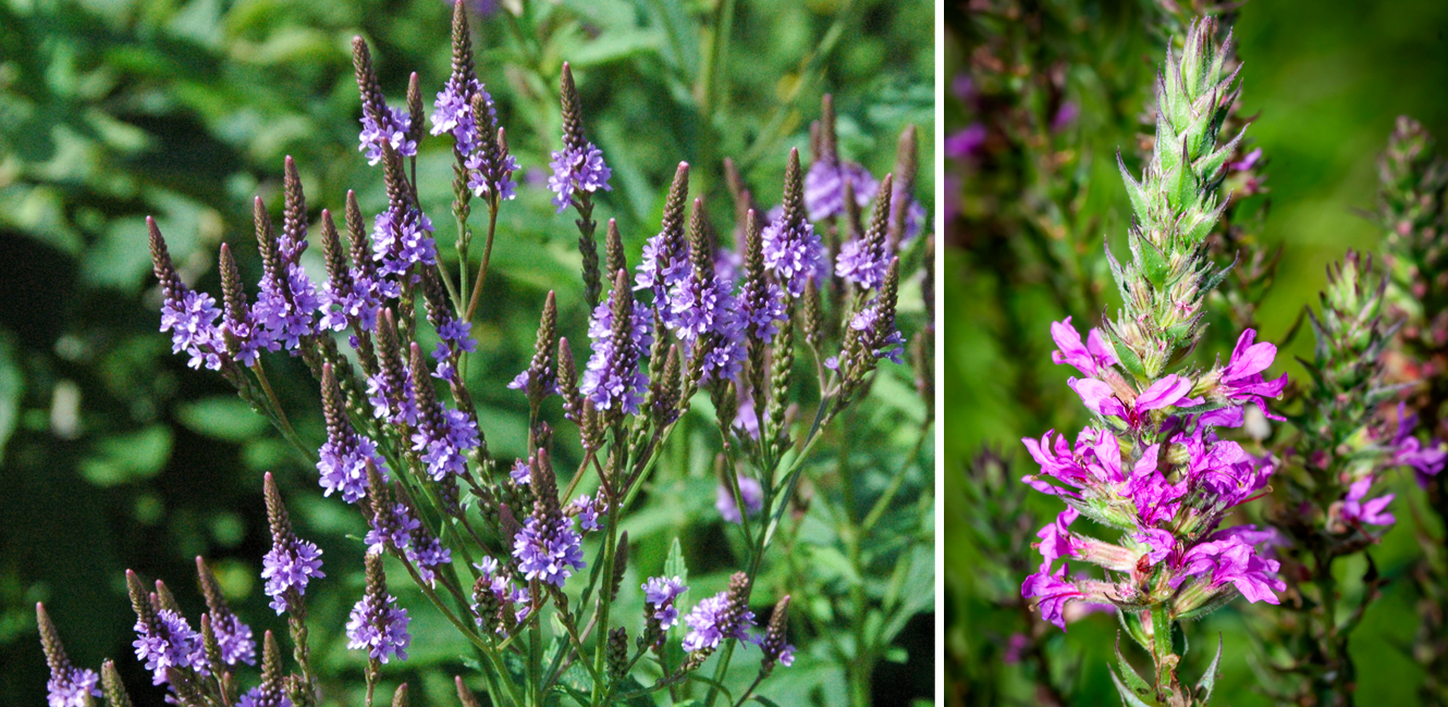 20110630 Blog Post INVASIVES_1330Wx650H_72dpi Blue Vervain (left) vs Purple Loosestrife (right)