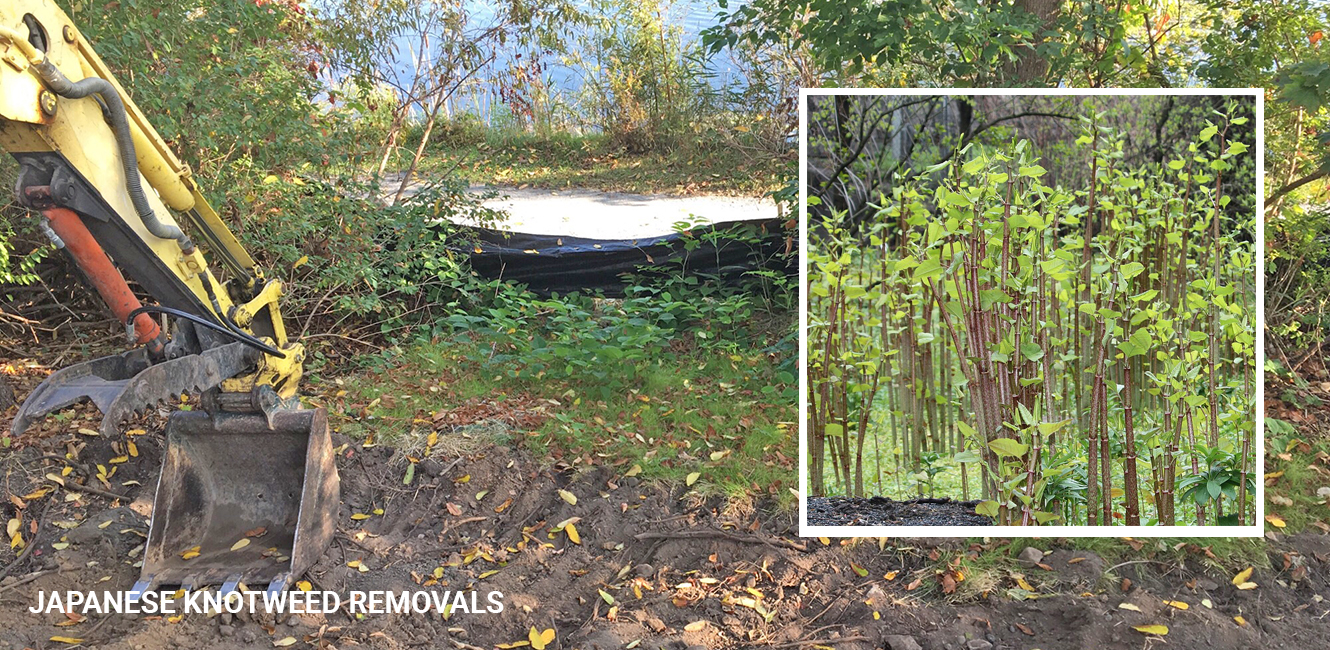 20171018 Blog Post AWD SHORELINE_1330Wx650H_72dpi 2017 AWD Phase 1 Shoreline, Japanese Knotweed Removals